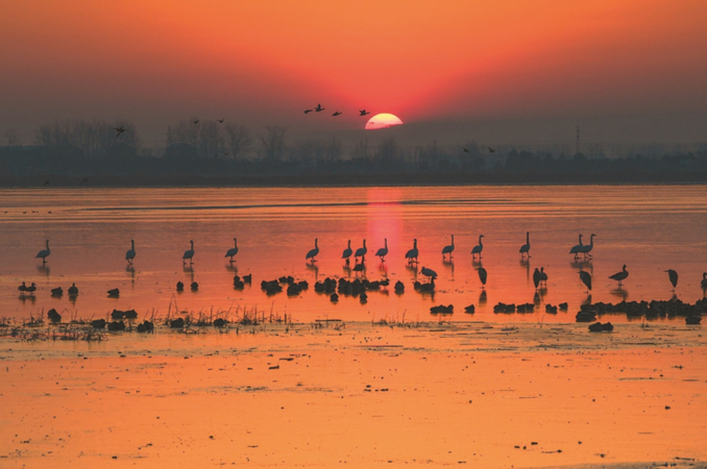 盱眙興隆水庫(kù)候鳥(niǎo)冰面漫步越冬